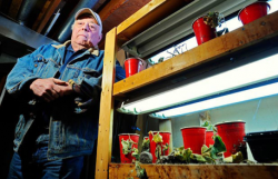Len Gratto with his vegetable and flower grow racks where he starts his young cucumber plants in his Mission basement home on Saturday, January 08, 2011. Gratto was hit with a $5,200 grow op inspection fee. (Photog by Les Bazso)
